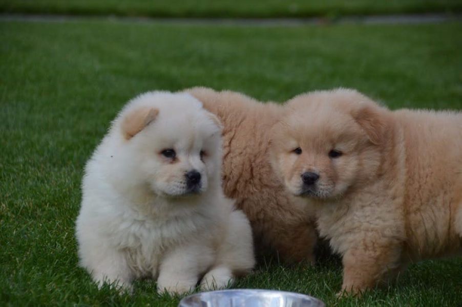 regalo cuccioli di chow chow  disponibili per l'adozione