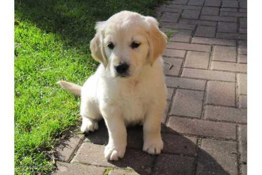 Regalo LABRADOR cuccioli tutti miei nati in casa da genitori sempre di mia propriet� e tranquillamen