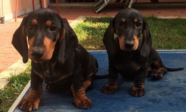 Cuccioli di razza Bassotto Standard a pelo corto
