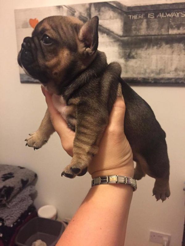 Adorabili cuccioli di Bulldog Francese femminucce e maschietti disponibili per l'adozione gratuita