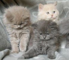 Adorabili cuccioli di British shorthair femminucce e maschietti disponibili per l'adozione