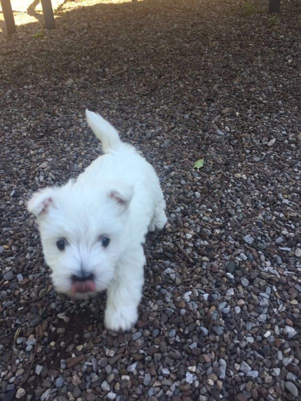 Cuccioli di West highland per adozione ( regalo  )