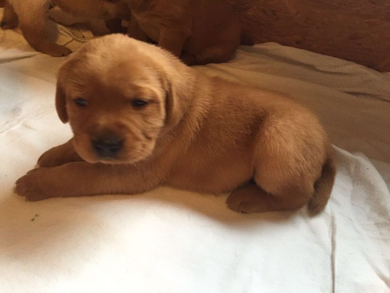  Molto bella e sani cuccioli di labrador per adozione maschi e femmine disponibili (gratis) 