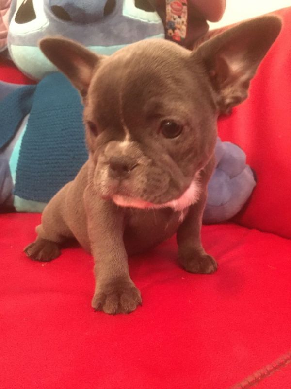Disponibile cucciolo di bulldog francese