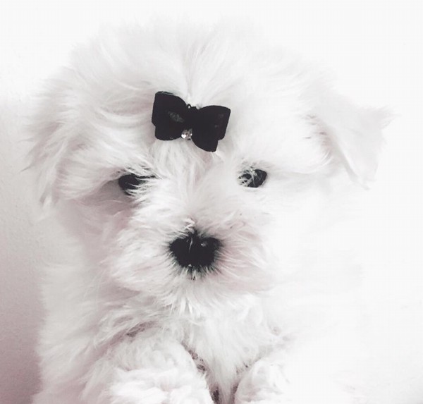 Allevamento maltesi, cuccioli con importante pedigree disponibili