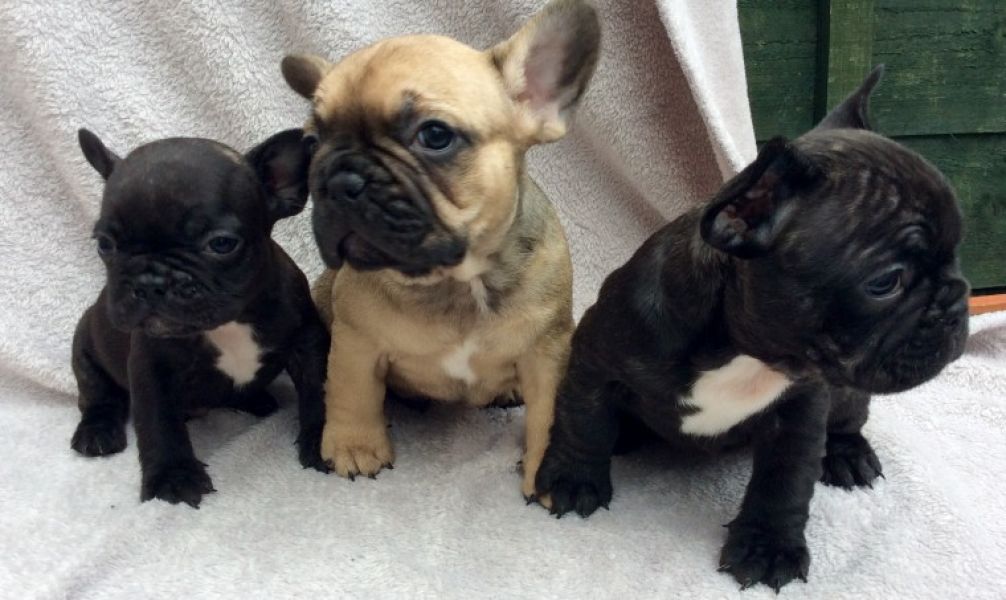 REGALO Cuccioli di Bulldog Francese