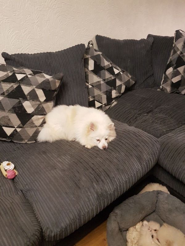 Regalo Volpini cuccioli di pomerania