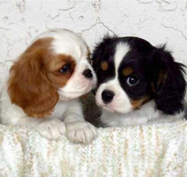 Cuccioli di cavalier king charles spaniel 