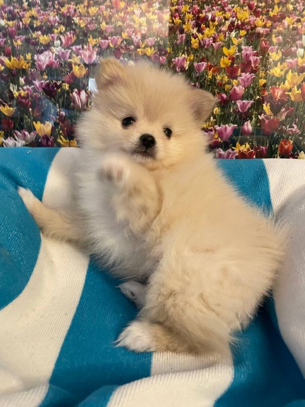 Bellissimi cuccioli di Volpino Pomerania E-MAIL  (marieiris783@gmail.com)