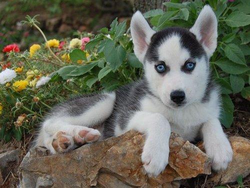  regalo cuccioli di Sibarian Husky disponibili per l'adozione