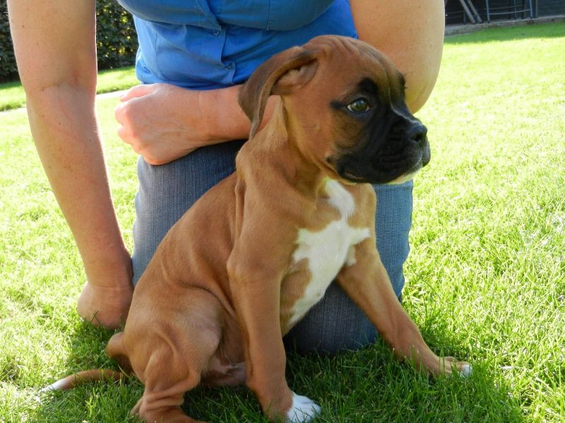Cuccioli di Boxer per adozione ( maschio e femmina )