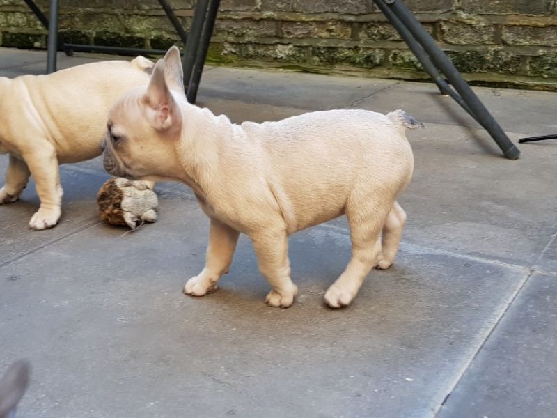 REGALO Cuccioli di Bulldog Francese