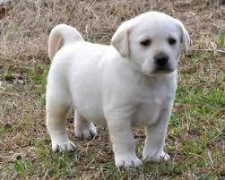 Adorabili cuccioli di labrador femminucce e maschietti disponibili per l'adozione gratuita i cucciol