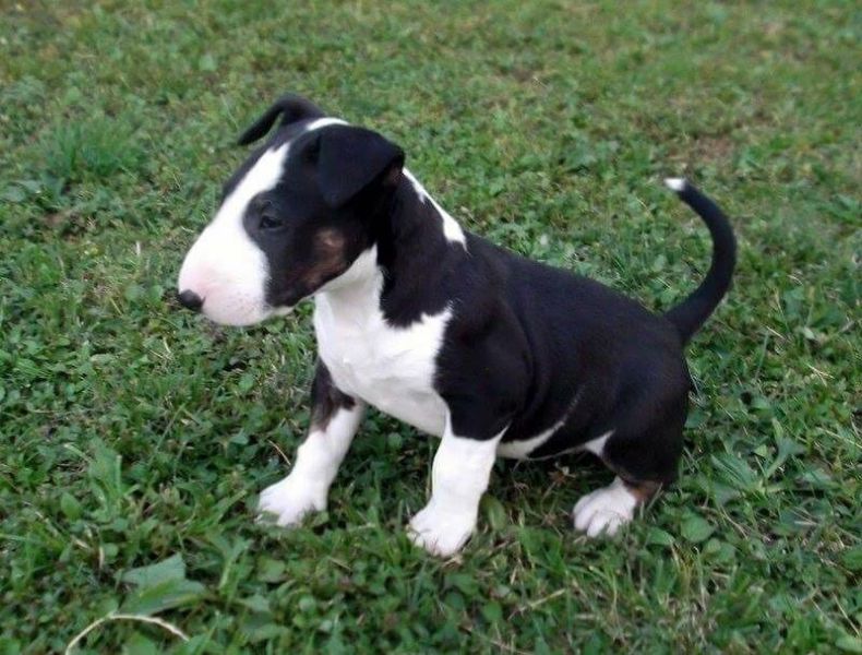 Cuccioli di miniature bull terrier  ( per regalo )