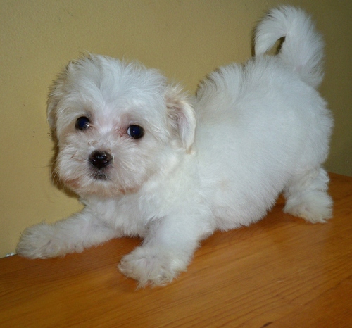 REGALO Dolci cuccioli Maltese per l'adozione.