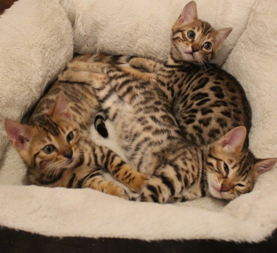 Bellissimo gattino bengala