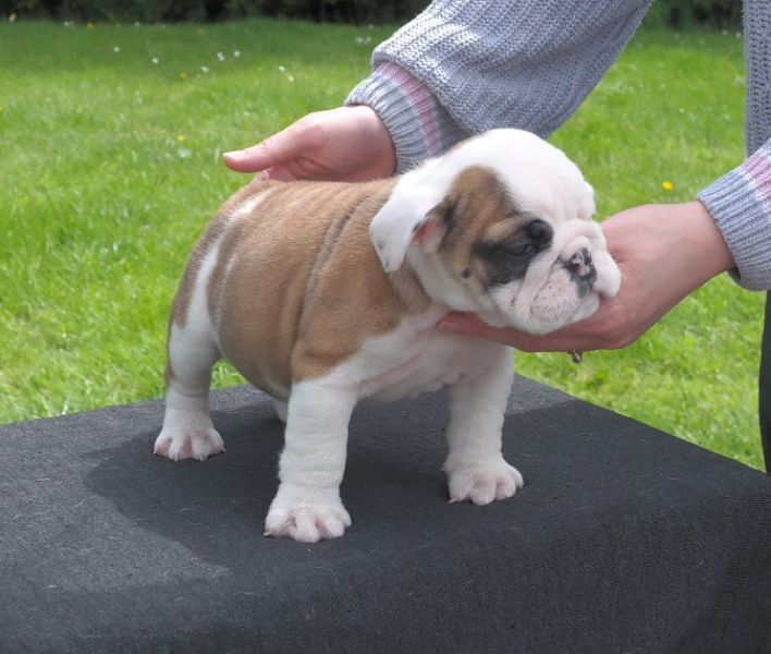 Regalo cuccioli di bulldog inglese