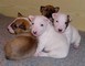 Bull Terrier Maschio e femmina  Bull Terrier Maschio e femmina 