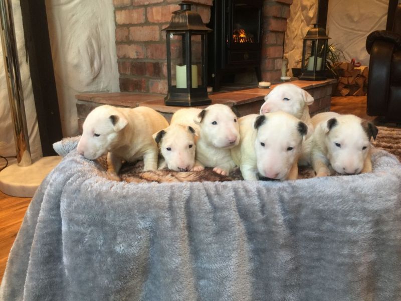 Cuccioli di miniature bull terrier per adozione ( maschio e femmina )