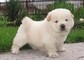 Cuccioli di CHOW CHOW disponibili  cuccioli di CHOW CHOW disponibili.,,,