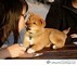 Cuccioli di shiba inu maschio e femmina