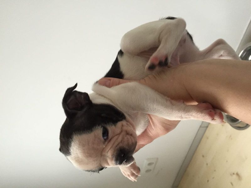  regalo cuccioli di boston terrier  disponibili per l'adozione