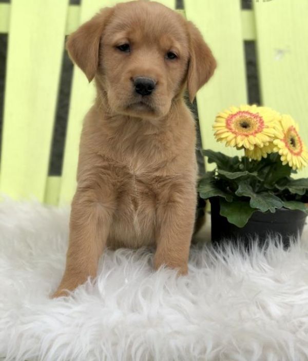 Regalo Cuccioli di Golden retriever in pronta consegna