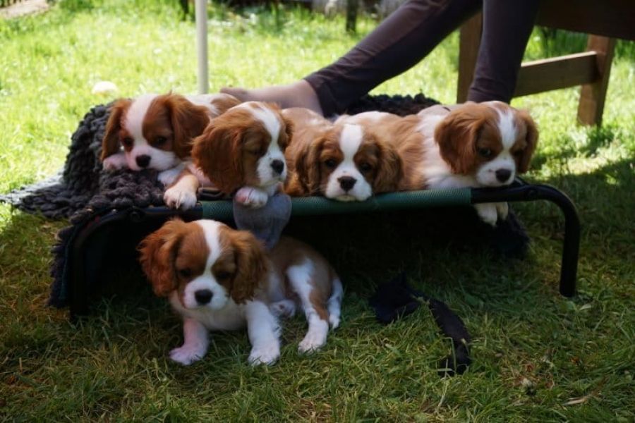 Cuccioli di cavalier king  ( per regalo )