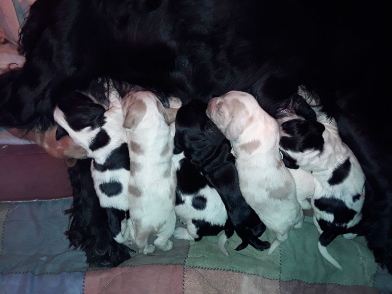 Cuccioli cocker espaniel orecchie lunghe 