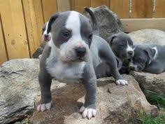 Adorabili cuccioli di staffordshire femminucce e maschietti disponibili per l'adozione cuccioli sono