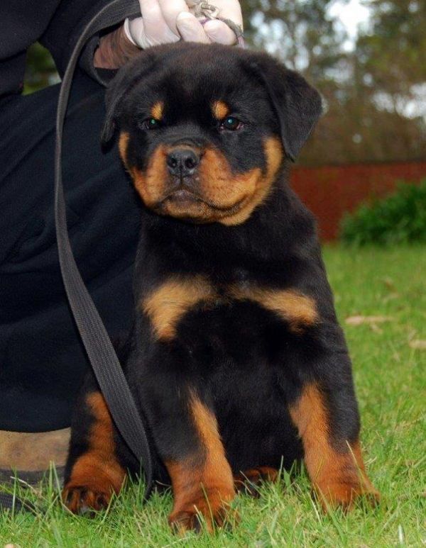 Vendo cuccioli di Rottwailer