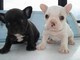 Cuccioli di bulldog francese  Cuccioli di bulldog francese,.