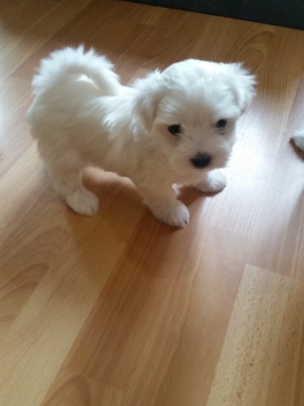 REGALO Dolci cuccioli Maltese per l'adozione