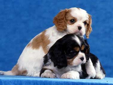 Cuccioli di cavalier king femminucce e maschietti disponibili