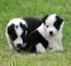 Cuccioli di Border Collie Maschietti e Femminucce.