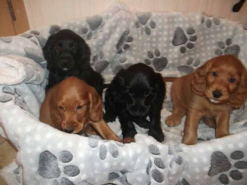 REGALO Cuccioli Coker Spaniel