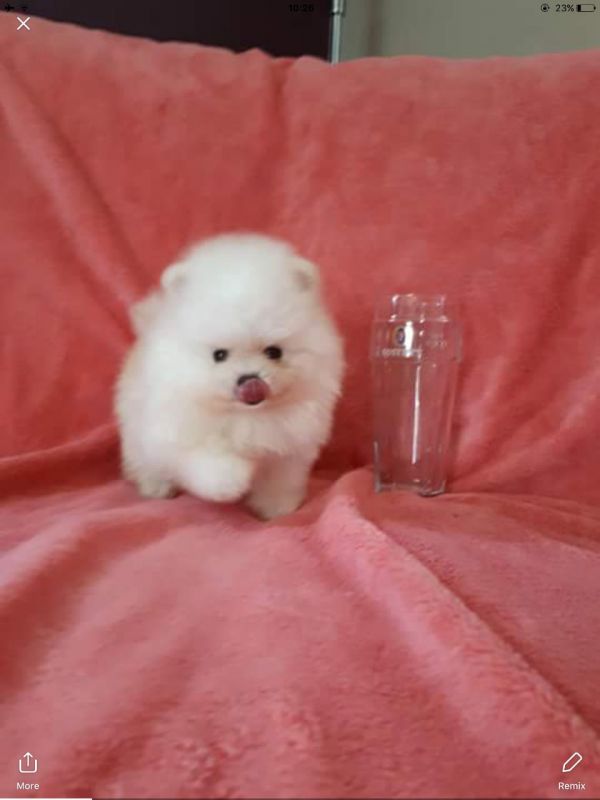 Regalo Volpini cuccioli di pomerania