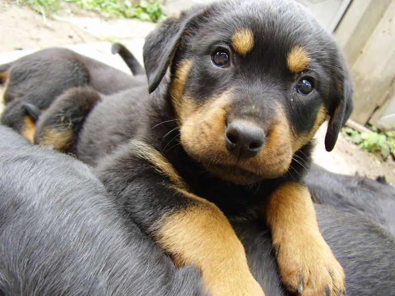 Regalo cuccioli di rottweiler