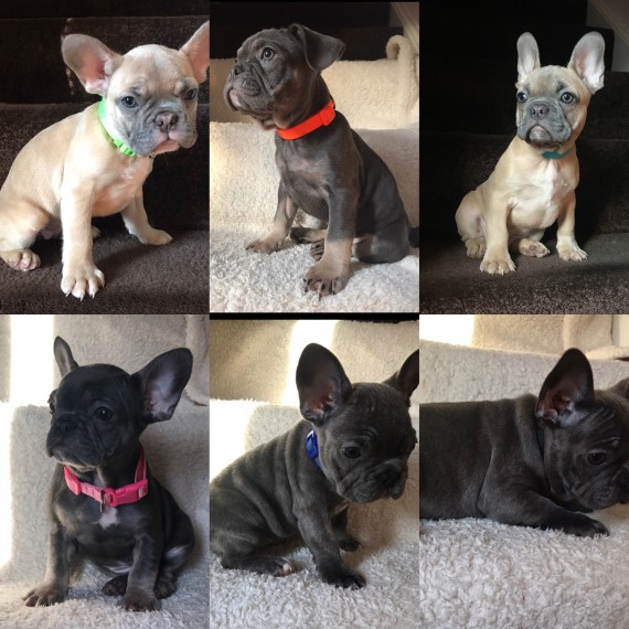 REGALO Cuccioli di Bulldog Francese