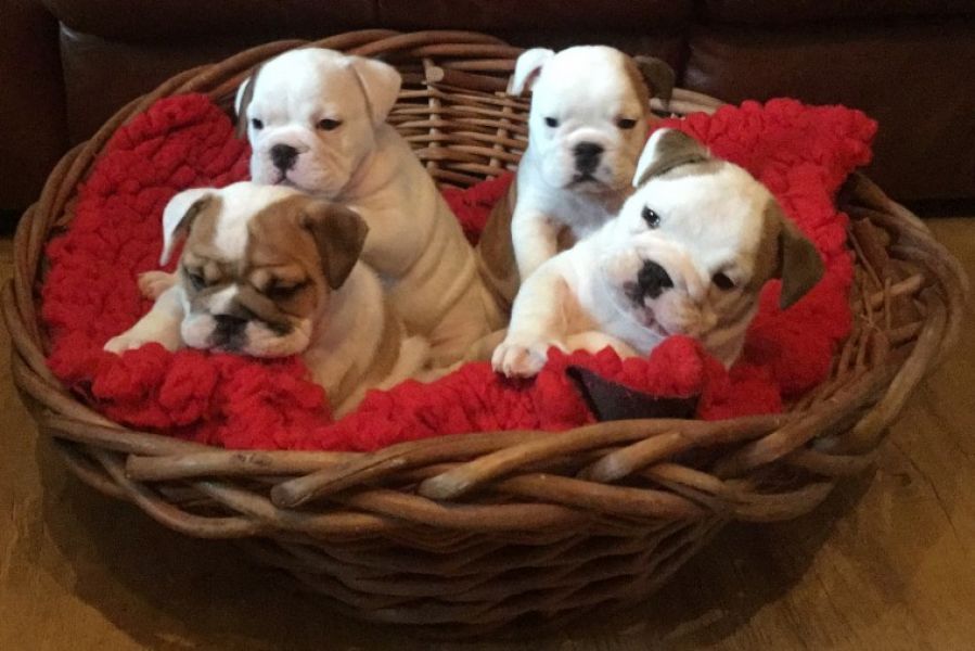 Cuccioli di Bulldog Inglese gi�?????