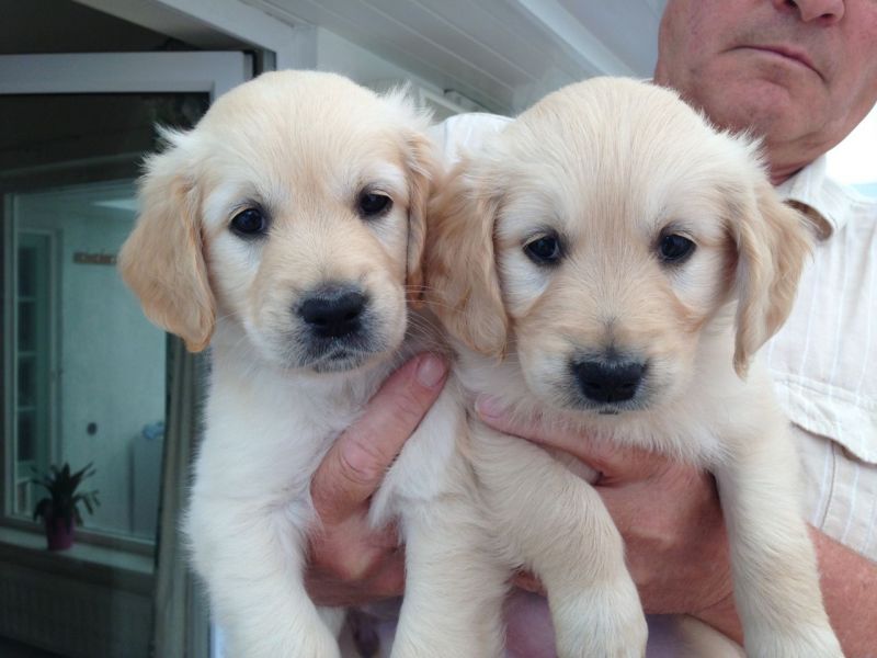 REGALO Golden retriver cuccioli