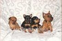 Pinscher nano dispone di cuccioli