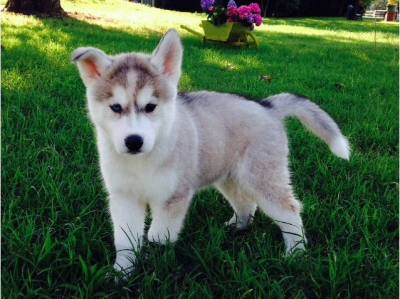 Regalo Siberian Husky cuccioli, maschio e femmina