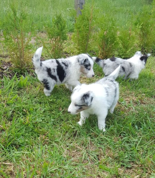   cuccioli di shetland per adozione ( maschio e femmina )