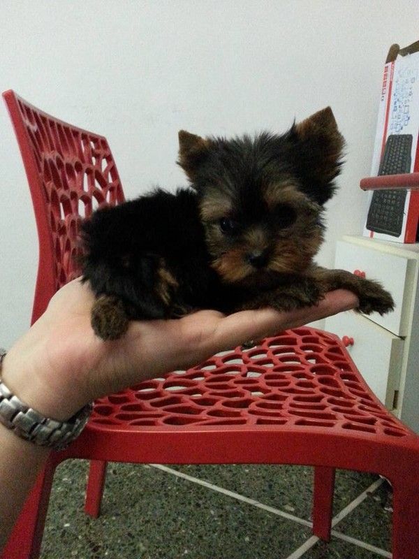 Yorkshire mini toy