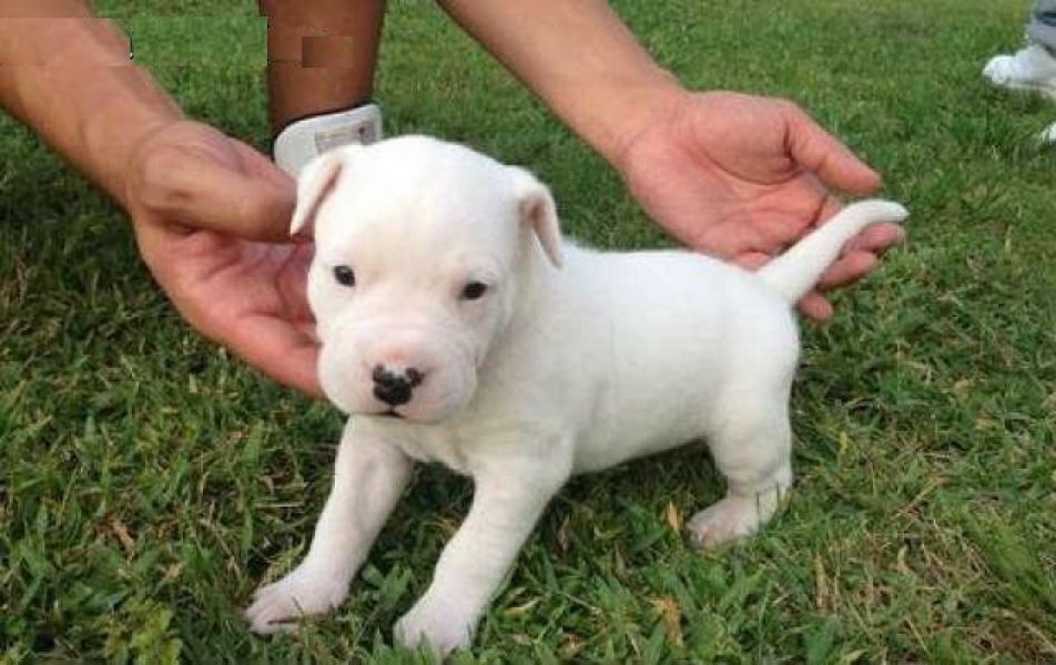 Adorabili cuccioli di Dogo Argentino