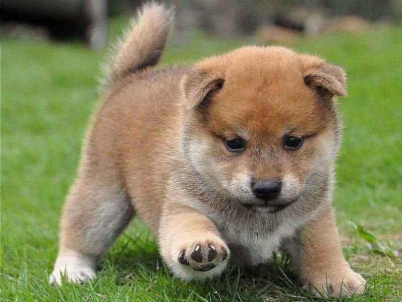  regalo cuccioli di Shiba Inu disponibili per l'adozione