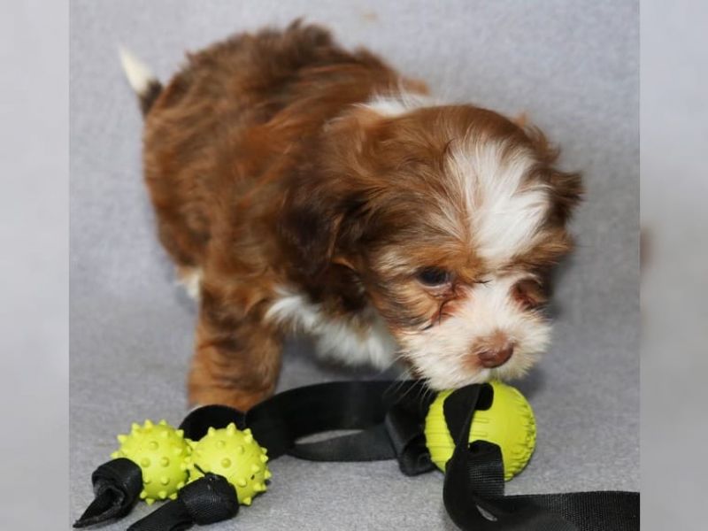REGALO Dolci cuccioli Havanese per l'adozione