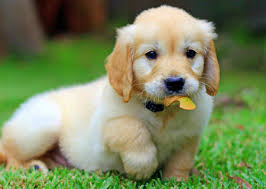 Golden retriever cuccioli disponibile per l'adozione 
