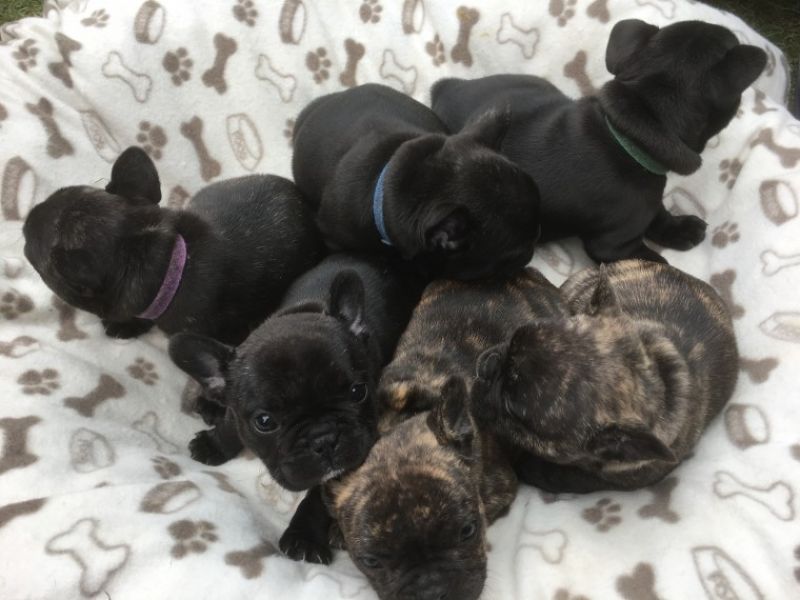 REGALO Cuccioli di Bulldog Francese
